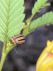 Kuschelina miniata