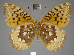 Speyeria cybele pseudocarpenteri