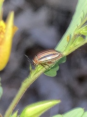 Kuschelina miniata