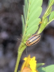 Kuschelina miniata