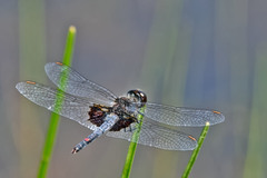 Celithemis martha