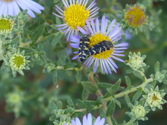 Acmaeodera macra