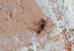Eciton mexicanum
