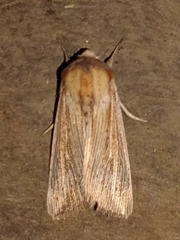 Noctuinae