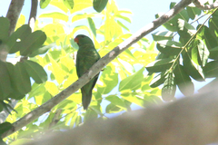 Trichoglossus chlorolepidotus