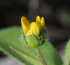 Melampodium longipilum
