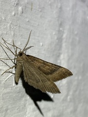 Larentia clavaria