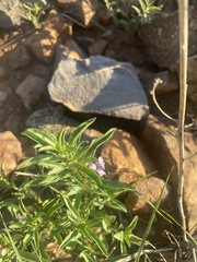 Dyschoriste linearis