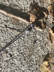 Archilestes californicus