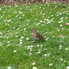 Turdus philomelos clarkei