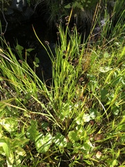 Juncus ensifolius