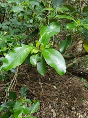 Coprosma macrocarpa