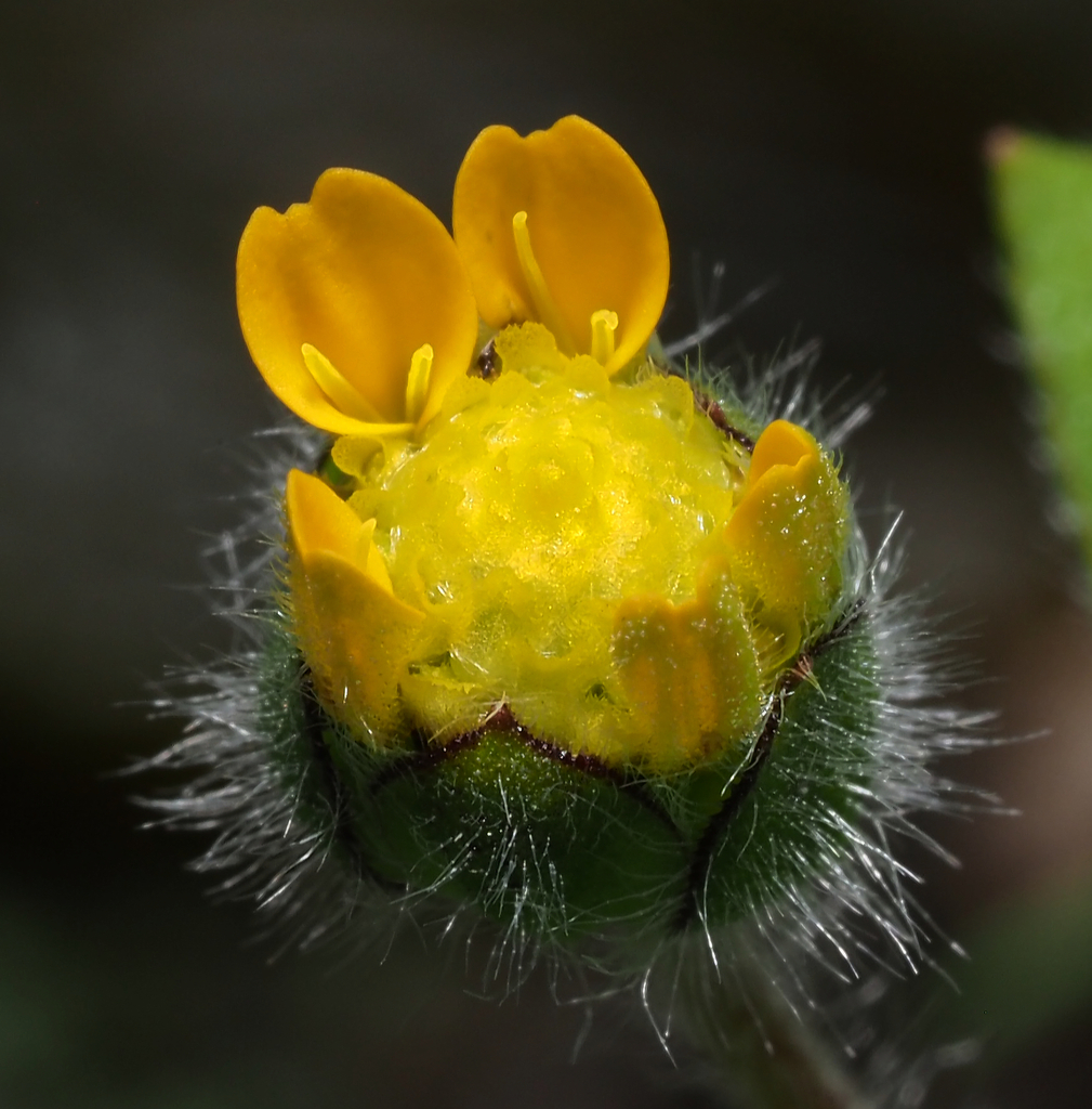 Melampodium longipilum