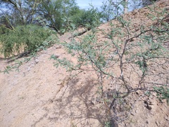 Prosopis articulata