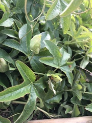 Passiflora caerulea