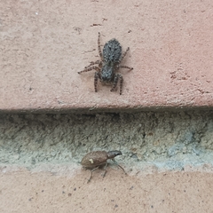 Mexigonus