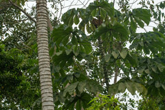 Cecropia