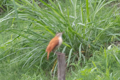 Furnarius leucopus