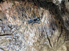 Calydon submetallicum