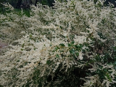 Trymalium ledifolium