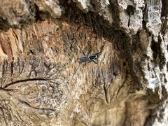 Calydon submetallicum