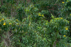 Tecoma castanifolia