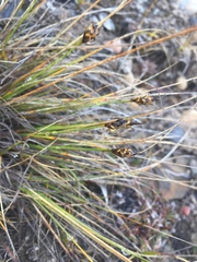 Carex nardina