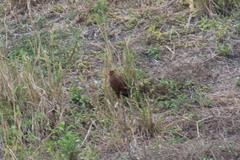 Buteogallus meridionalis