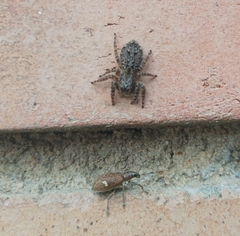 Mimographus