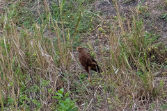 Buteogallus meridionalis