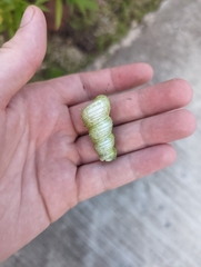 Turritella