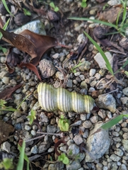 Turritella