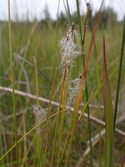 Trichophorum alpinum