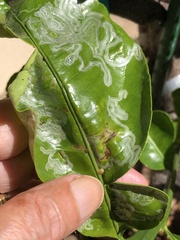 Phyllocnistis citrella