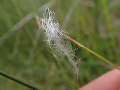Trichophorum alpinum