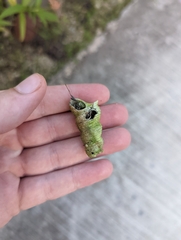 Turritella