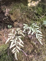 Cryptogramma stelleri