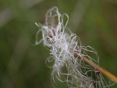 Trichophorum alpinum