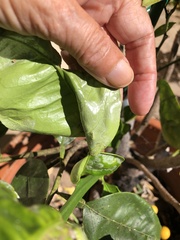 Phyllocnistis citrella