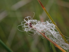 Trichophorum alpinum