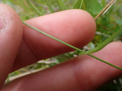 Trichophorum alpinum