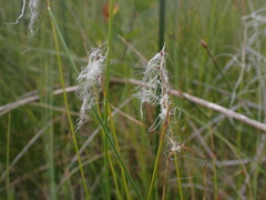 Trichophorum alpinum