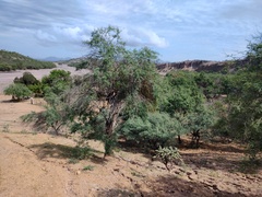 Phoradendron californicum