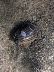 Pomacea canaliculata