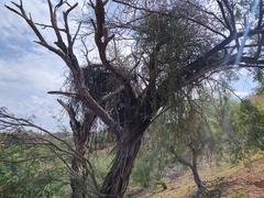 Phoradendron californicum