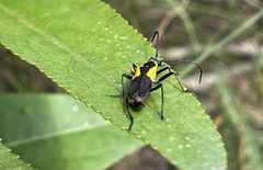 Chauliognathus deceptus
