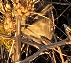 Pyrausta subsequalis