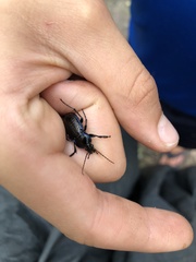 Carabus serratus