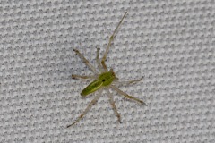 Peucetia crucifera