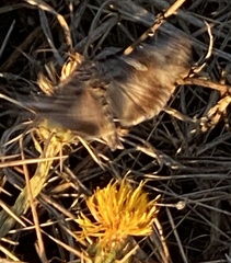 Pyrausta subsequalis